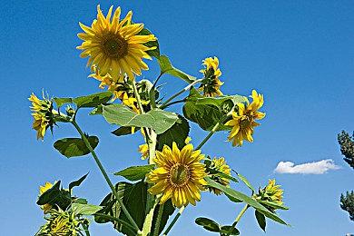 传闻：《F1 2023》将于6月16日发售